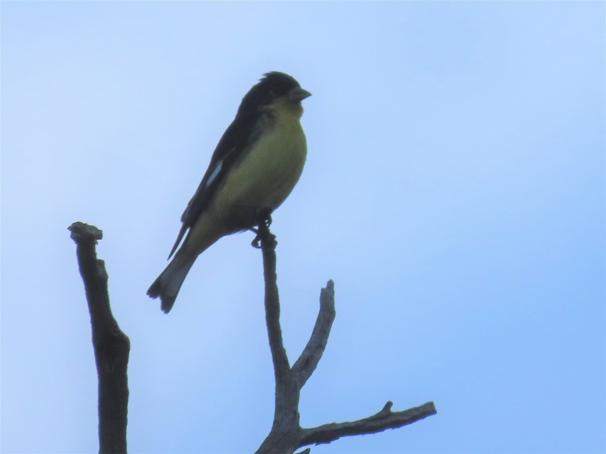 Lesser Goldfinch - ML488422061