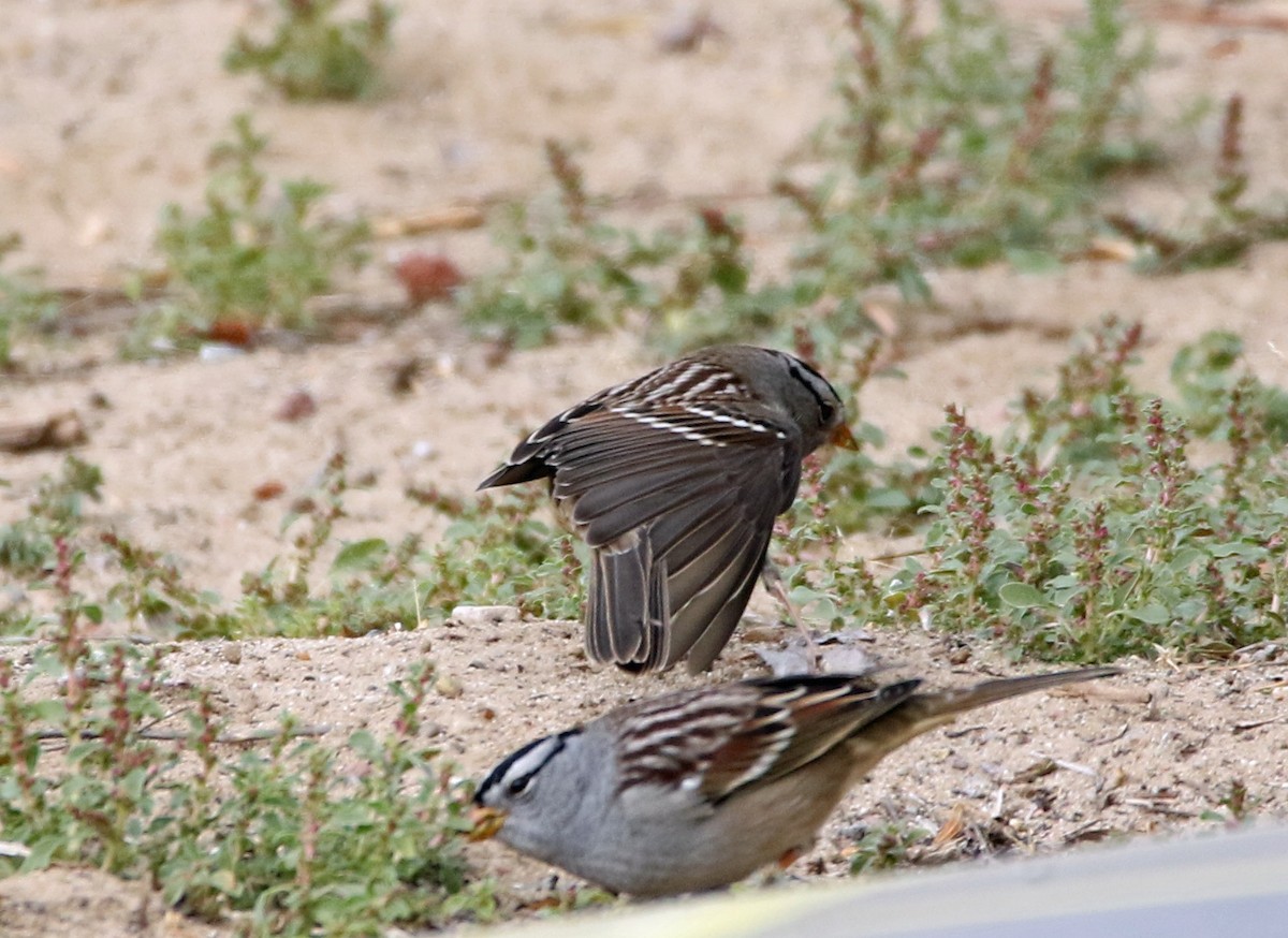 White-crowned Sparrow - ML488422641
