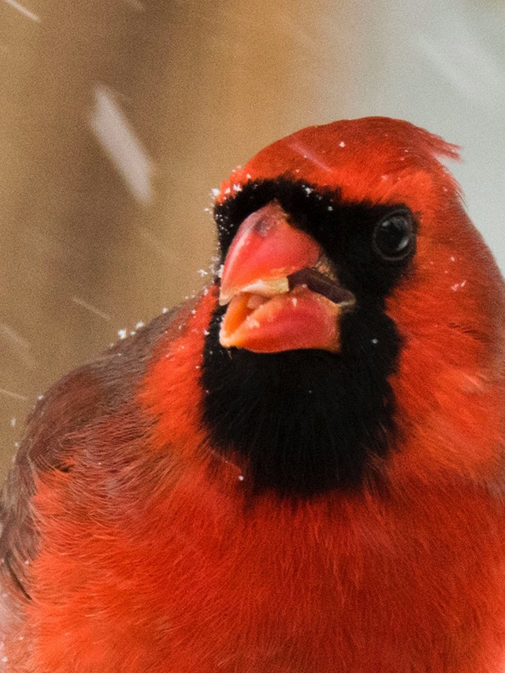 Cardinal rouge - ML48842331