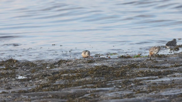 Red Knot - ML488424711