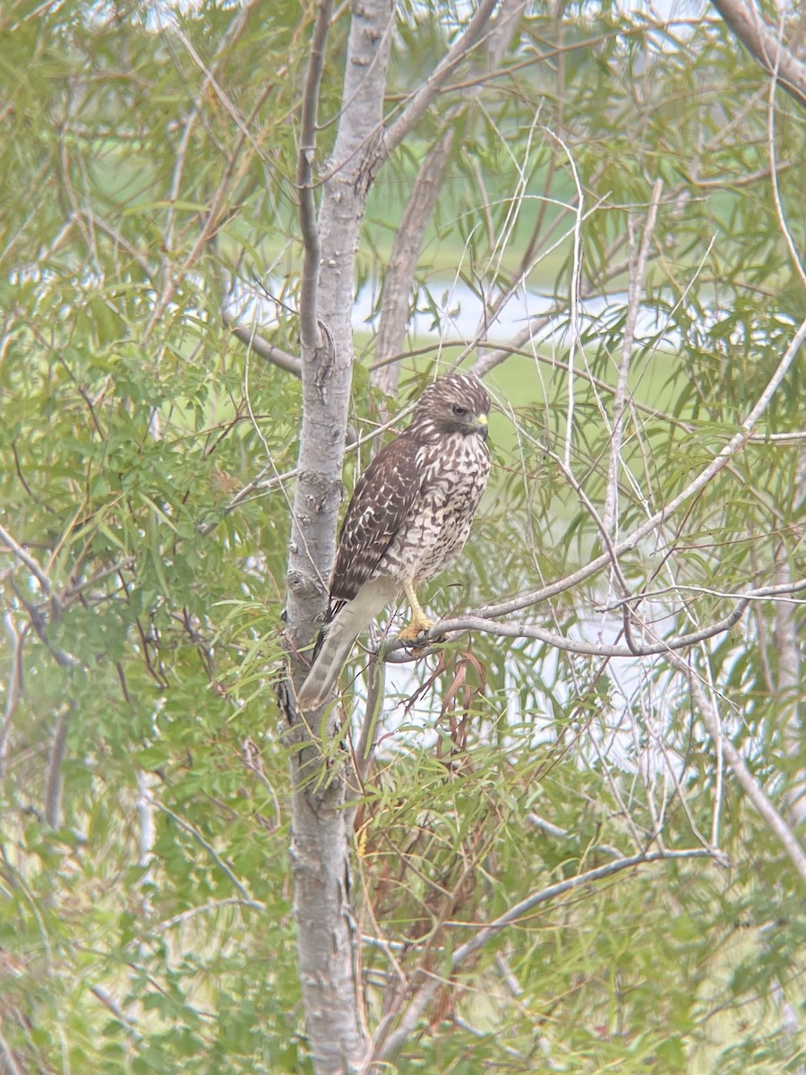 Red-shouldered Hawk (lineatus Group) - ML488425941