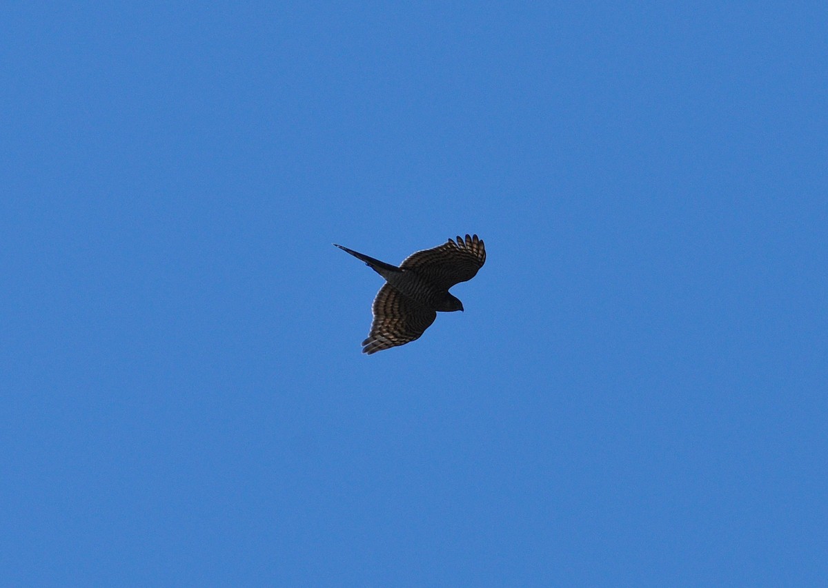 Eurasian Sparrowhawk - ML488426061