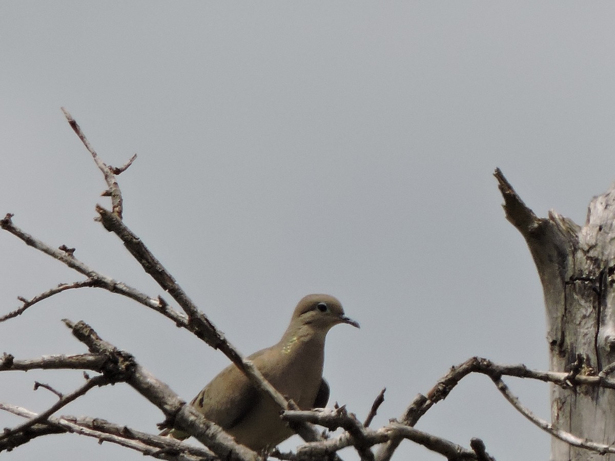 Eared Dove - ML488426961