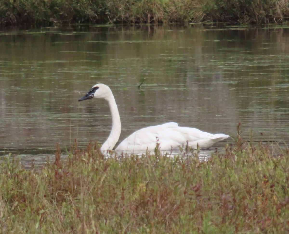 Cisne Trompetero - ML488427041