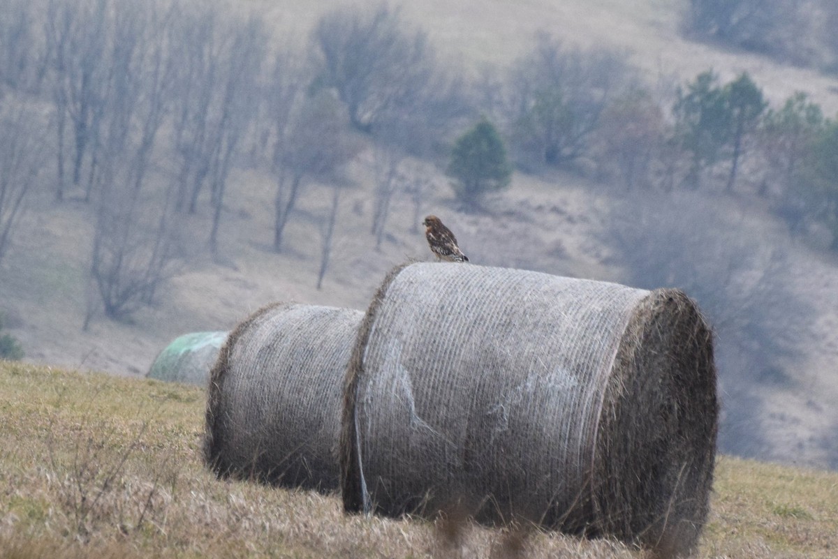 Red-shouldered Hawk - ML48842951