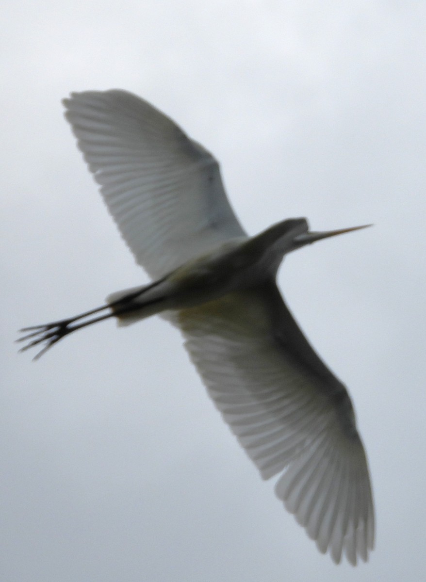 Great Egret - ML488430851