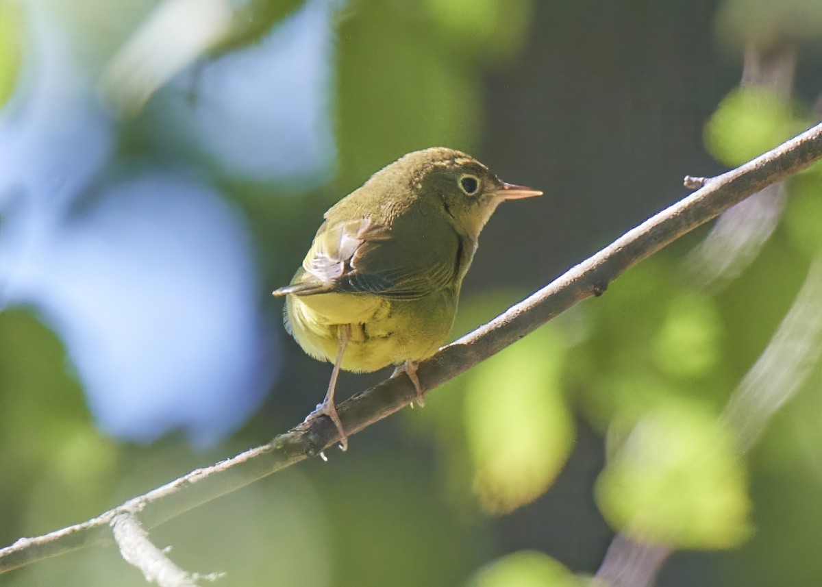 Connecticut Warbler - ML488430991