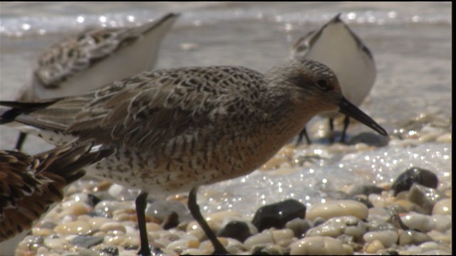 Red Knot - ML488431