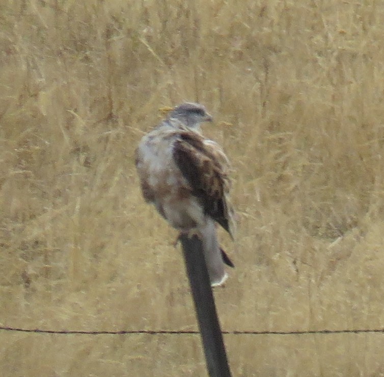 Ferruginous Hawk - ML488432031