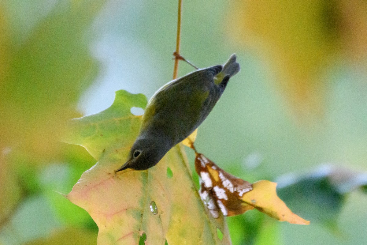 Nashville Warbler - Christine Andrews