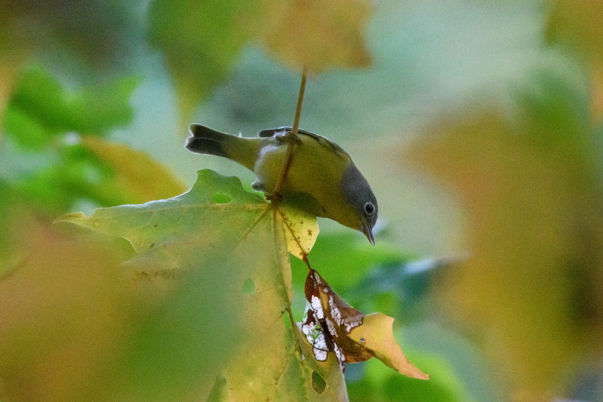 Nashville Warbler - Christine Andrews