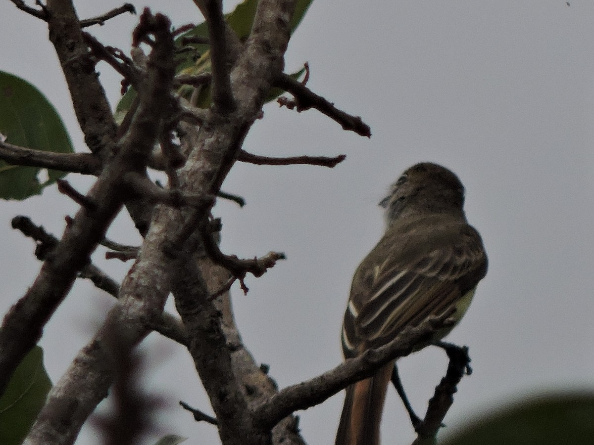 Brown-crested Flycatcher - ML488433241