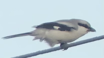 Great Gray Shrike - ML488433441