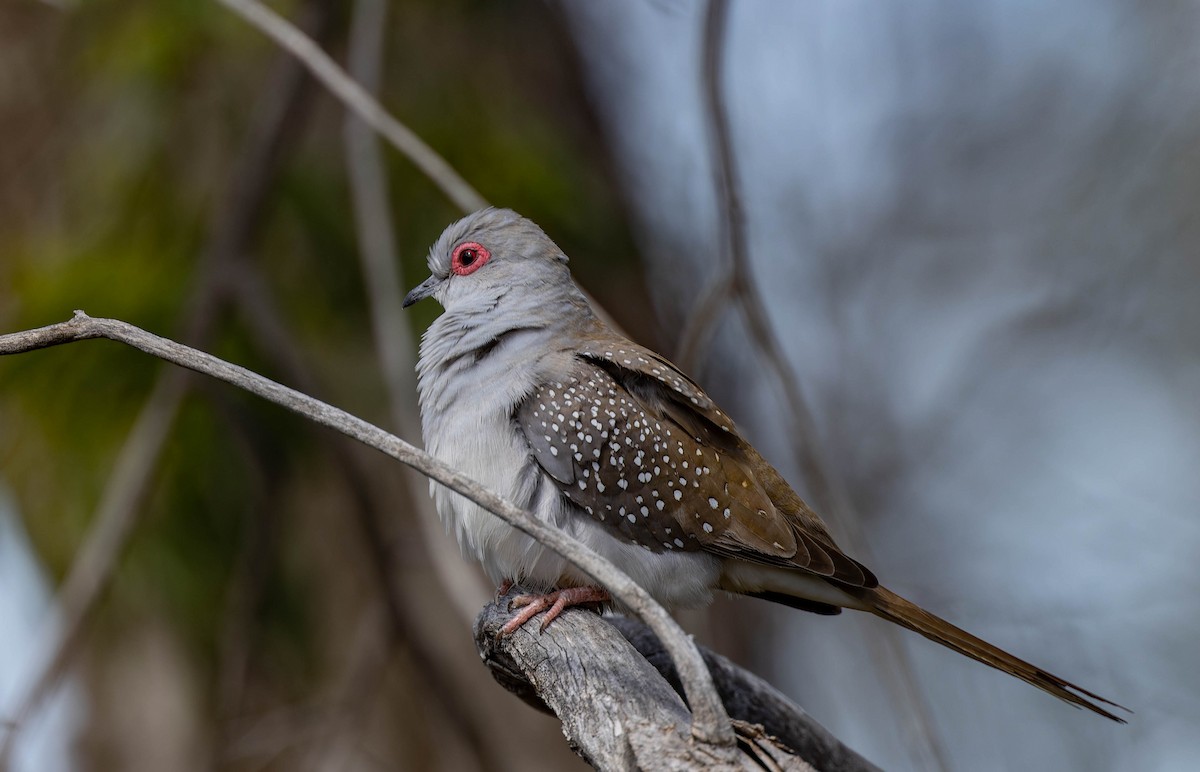 Diamond Dove - ML488433561