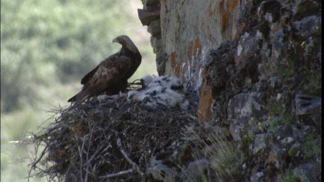 Golden Eagle - ML488434