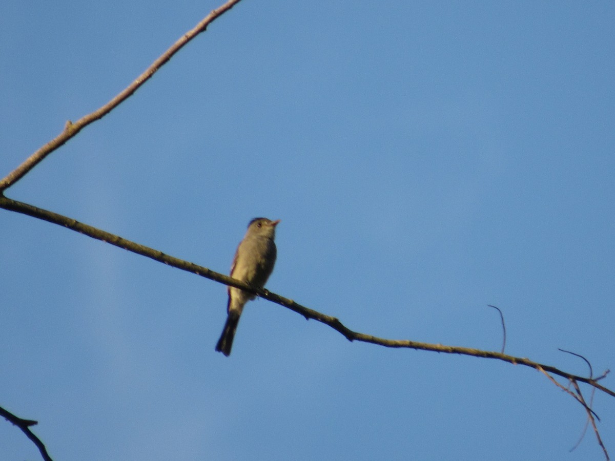 Smoke-colored Pewee - ML488434191