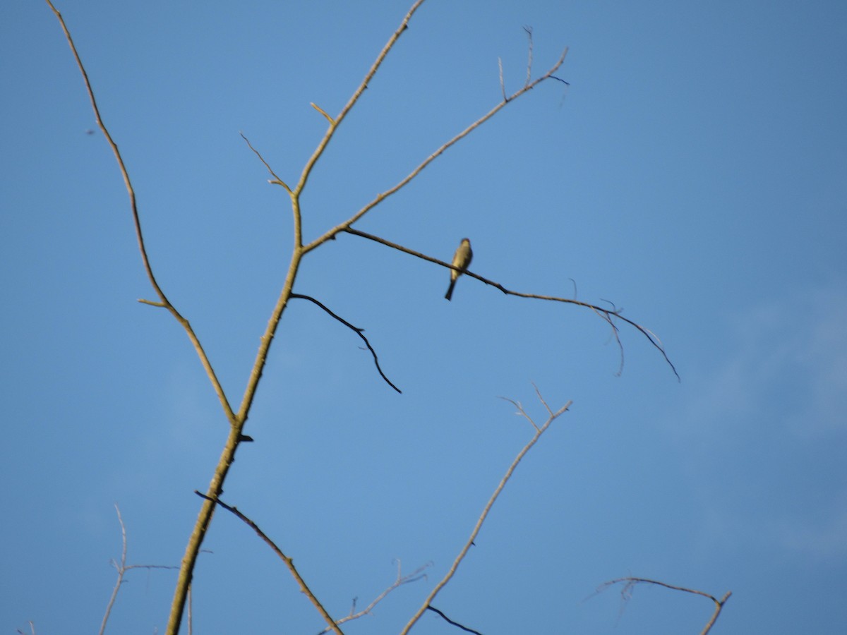 Smoke-colored Pewee - ML488434211