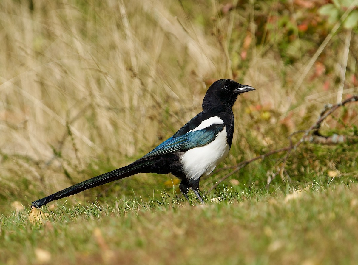 Eurasian Magpie - ML488434861