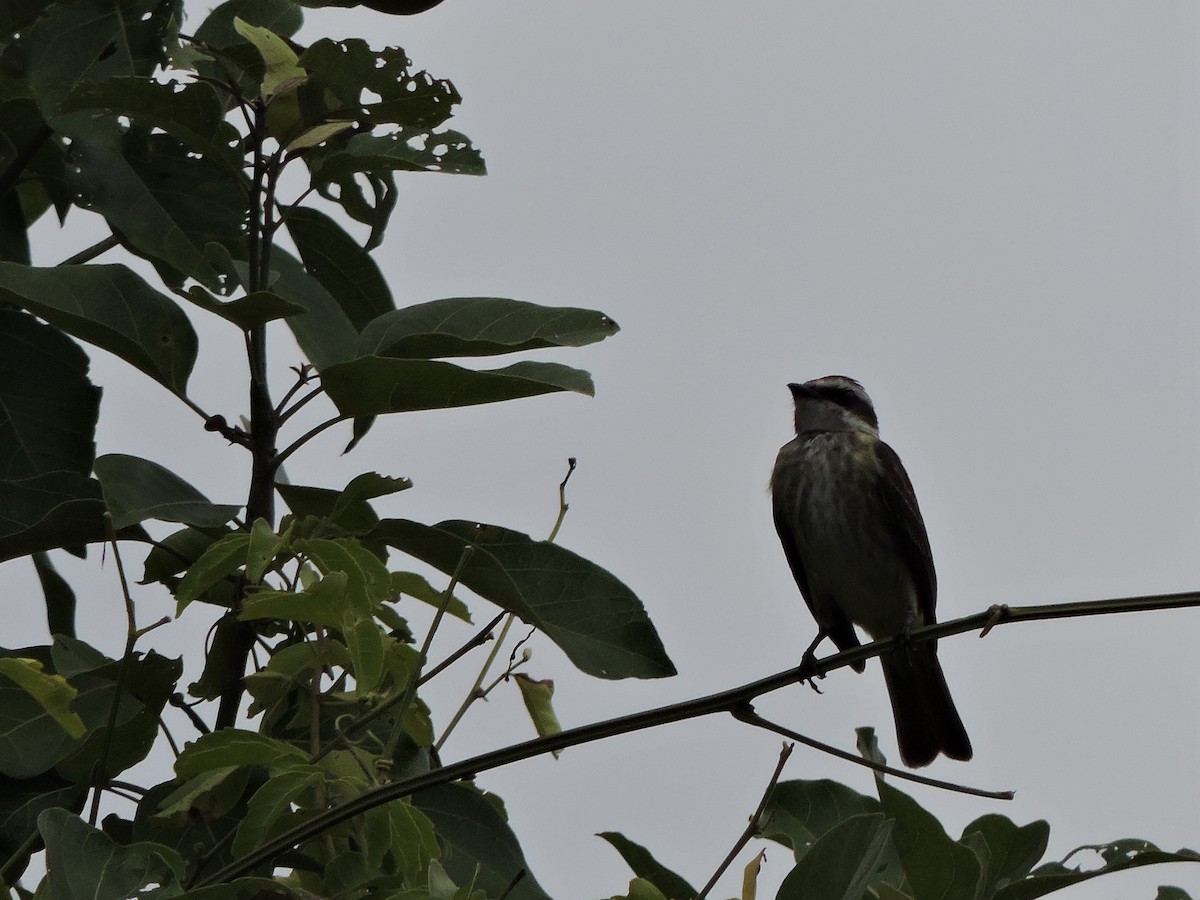 Variegated Flycatcher - ML488435601