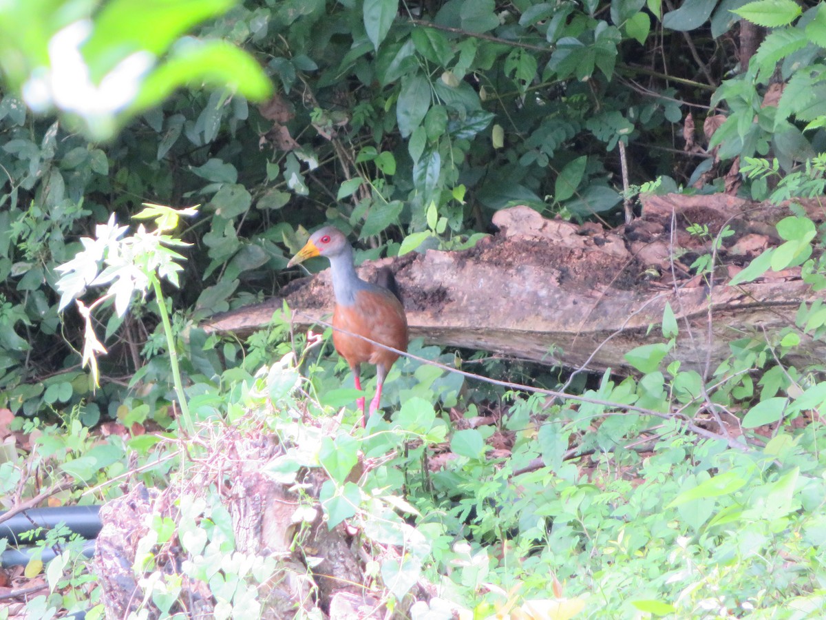 Gray-cowled Wood-Rail - maicol gonzalez guzman