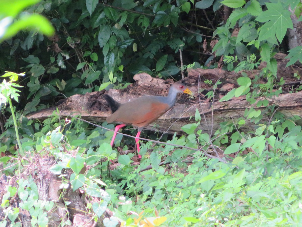 Gray-cowled Wood-Rail - maicol gonzalez guzman