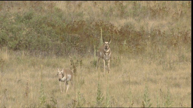 Pronghorn - ML488436