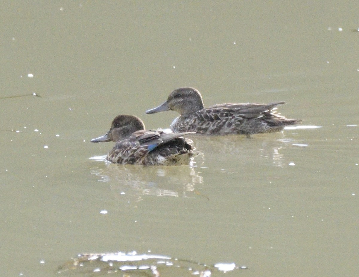 Green-winged Teal - ML488436181