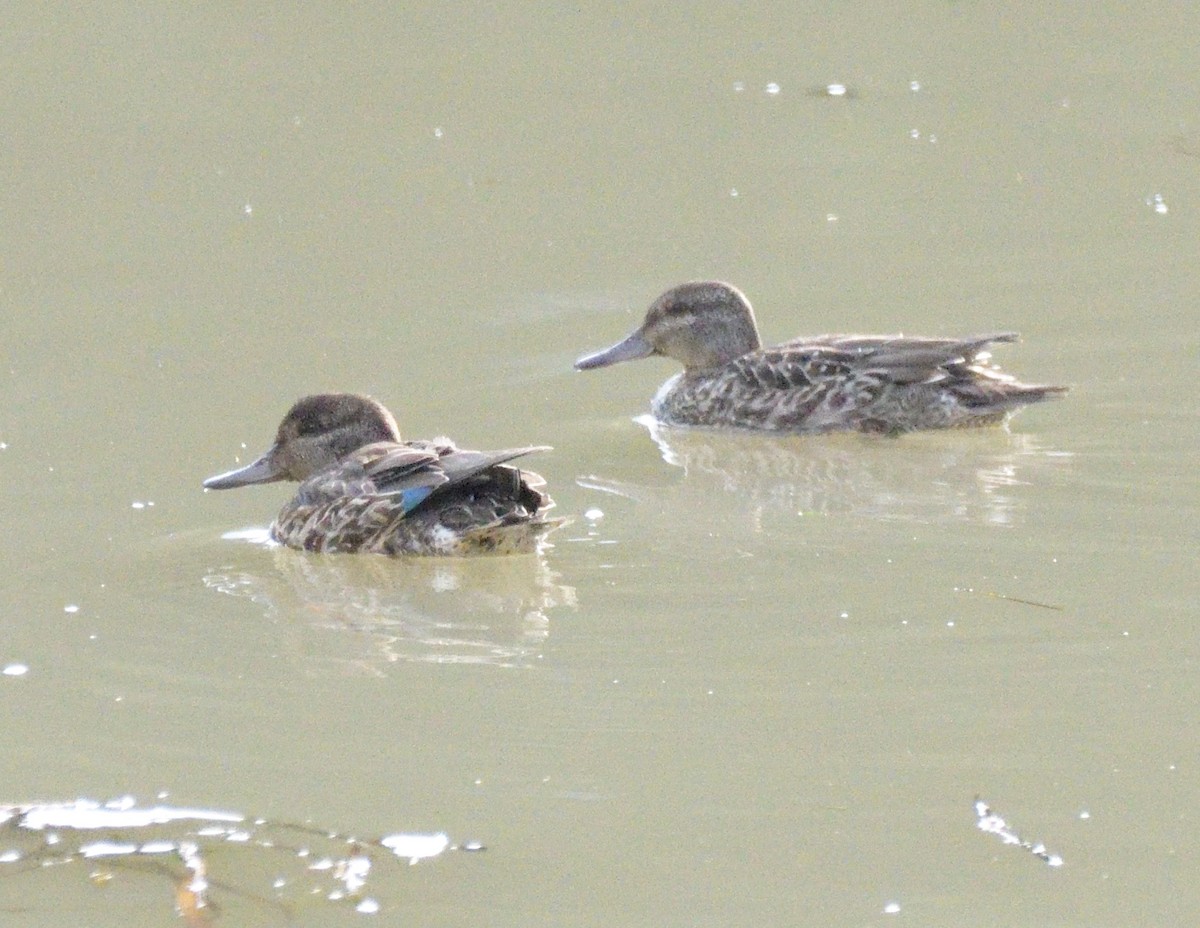 Green-winged Teal - ML488436191