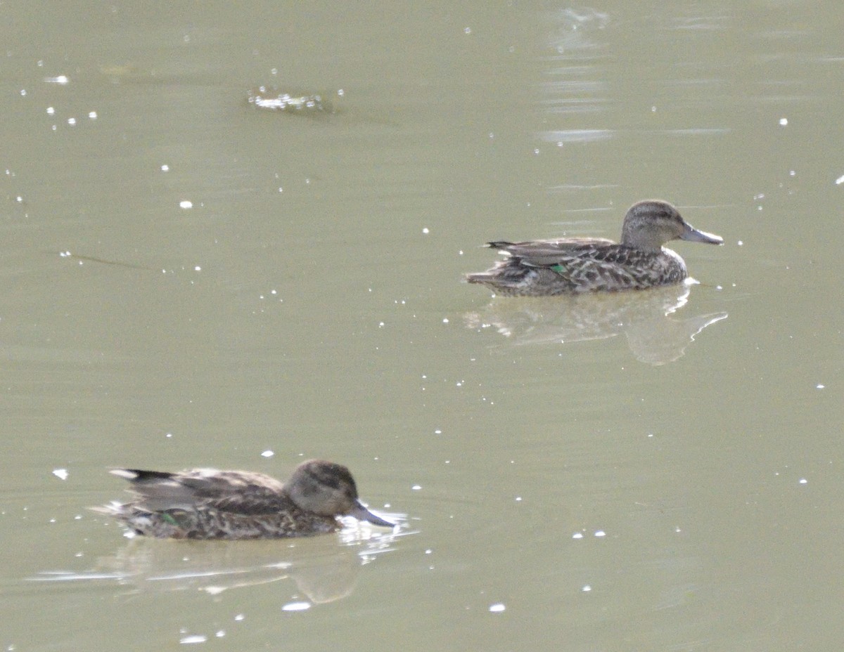 Green-winged Teal - ML488436231