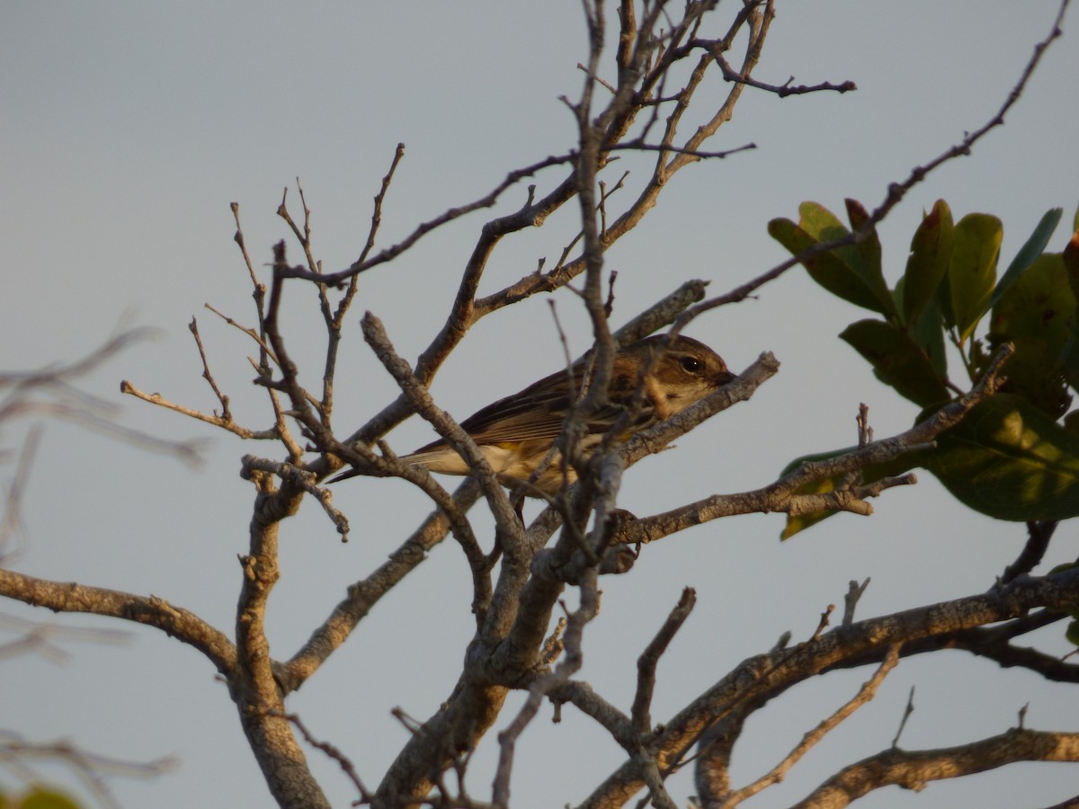 Yellow-rumped Warbler - ML48843661