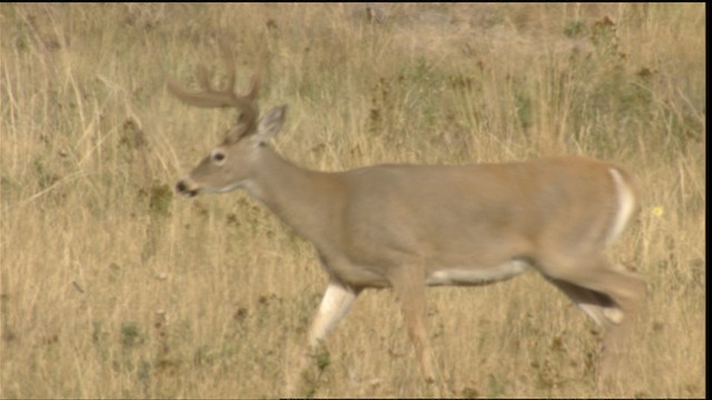 White-tailed Deer - ML488437