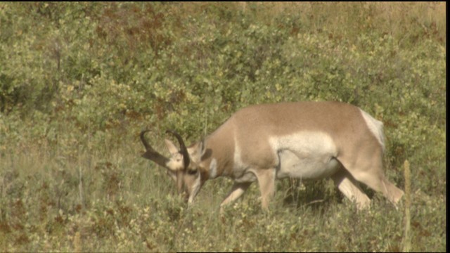 Pronghorn - ML488438