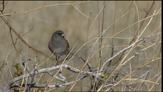 Junco Ojioscuro (mearnsi) - ML488439