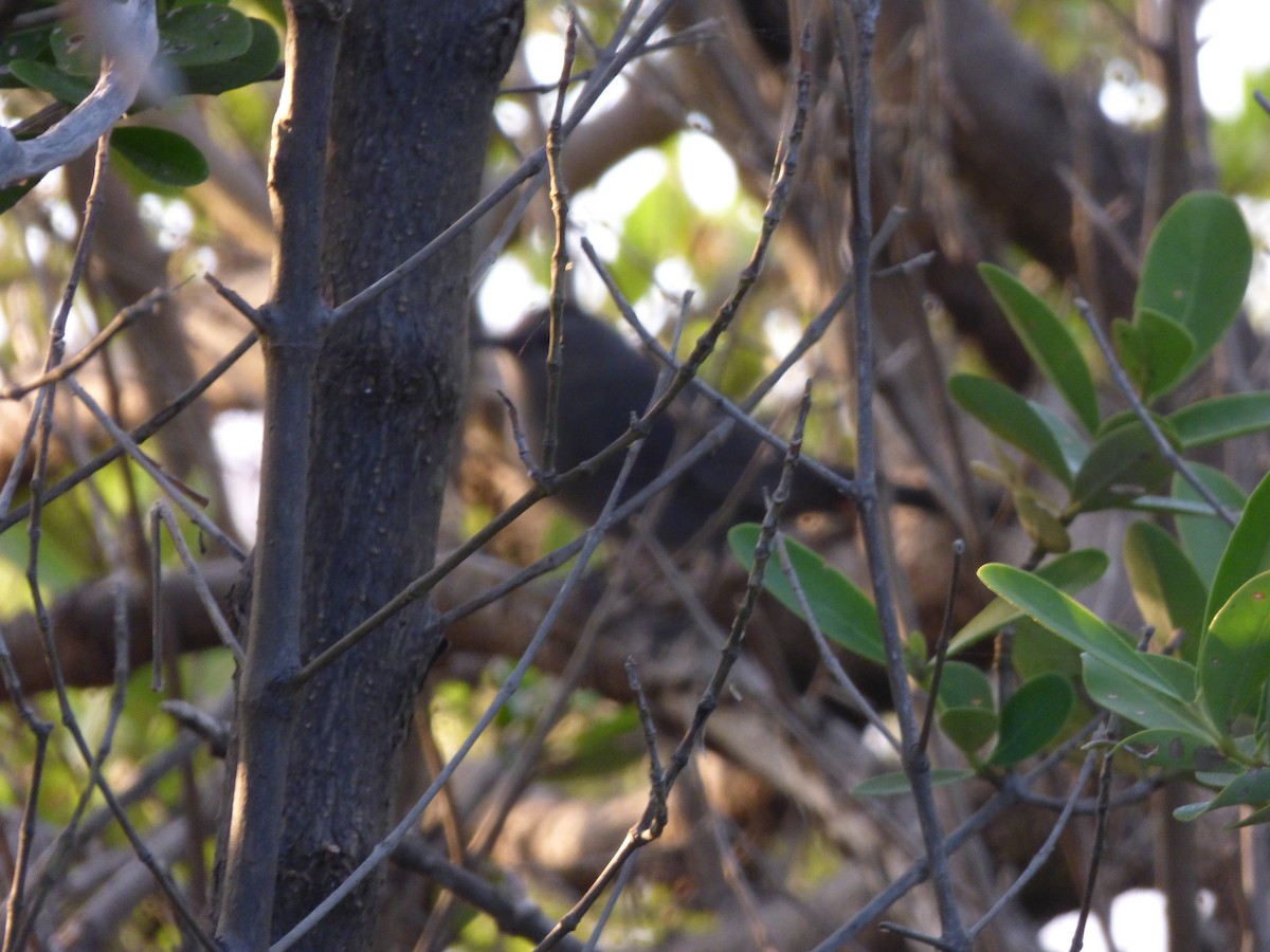 Pájaro Gato Gris - ML48843901