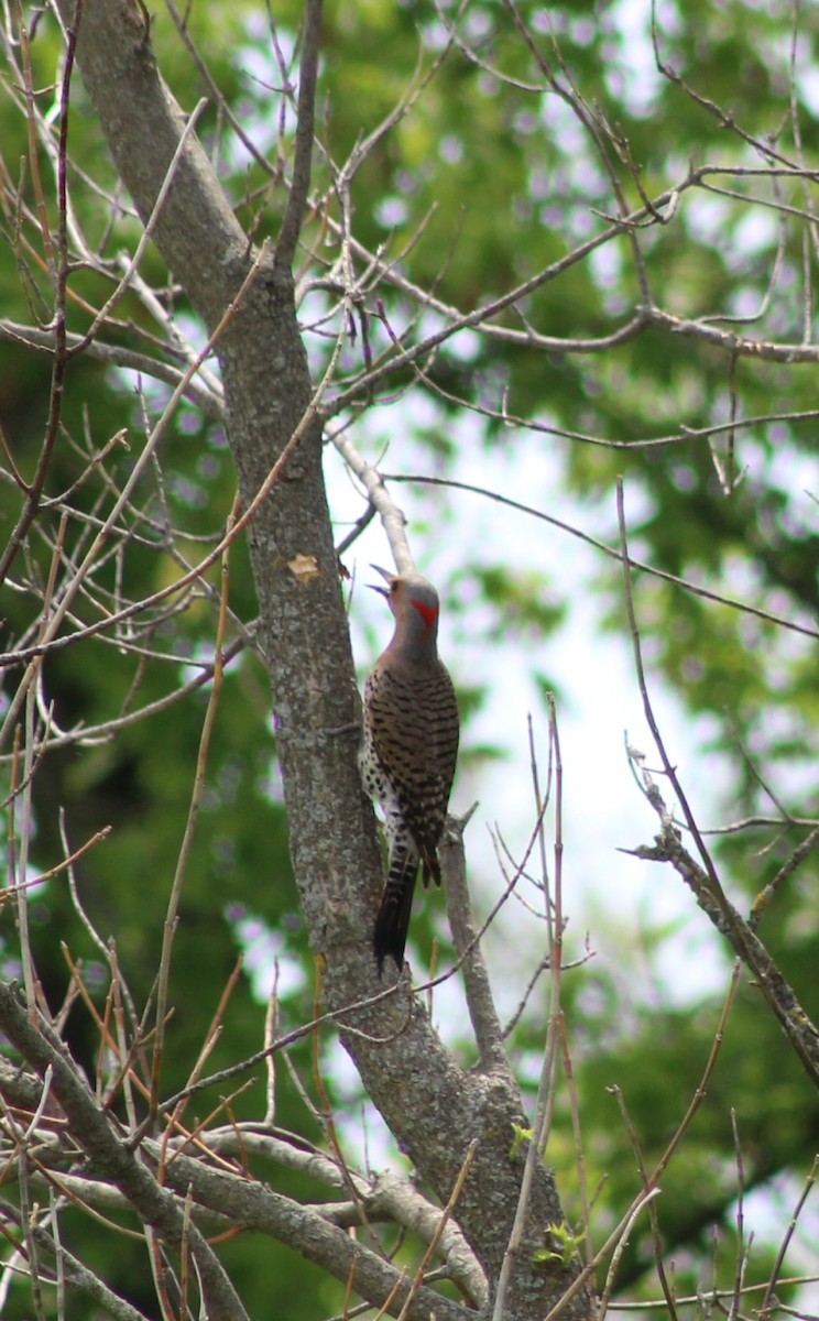 Northern Flicker - ML488439701