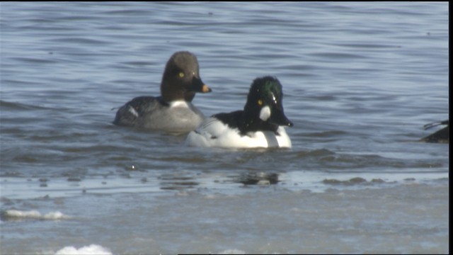 Common Goldeneye - ML488440