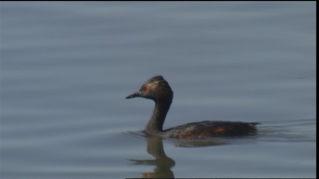 Eared Grebe - ML488441