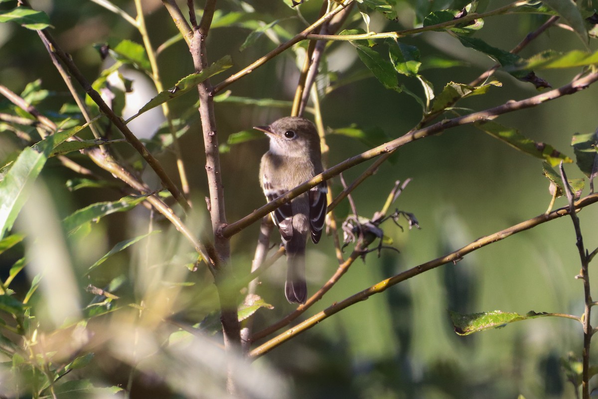 Least Flycatcher - ML488441161