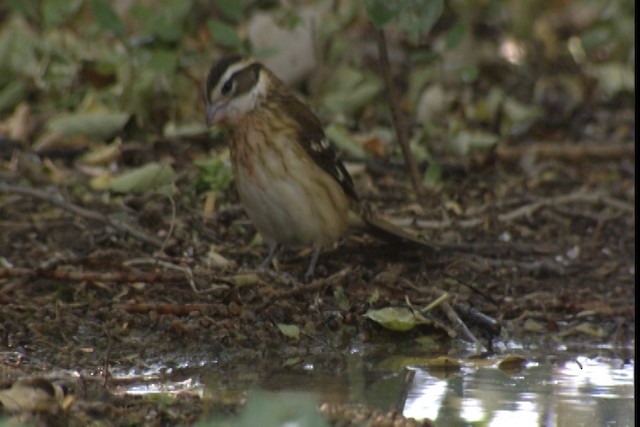 Rose-breasted Grosbeak - ML488443