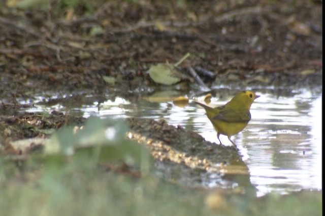 Wilson's Warbler - ML488444