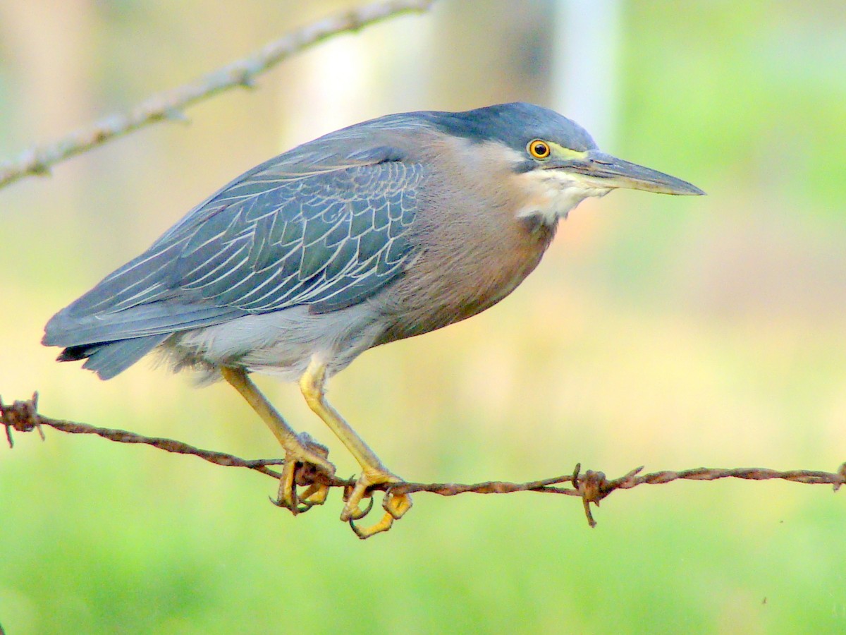 Striated/Green Heron - Matt Kelly