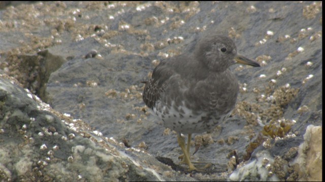 Surfbird - ML488445