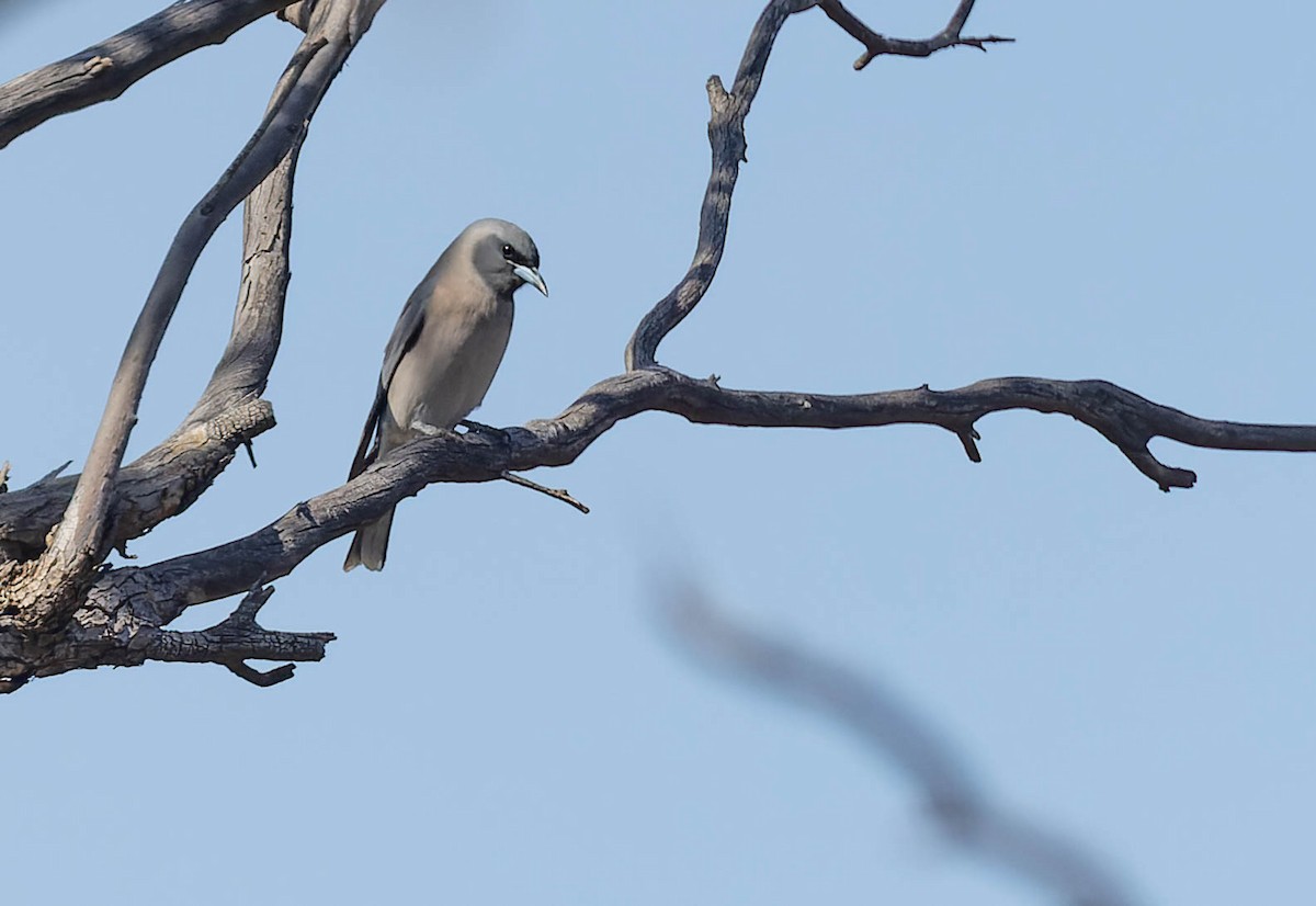 Masked Woodswallow - ML488445551