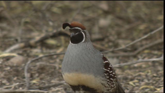 Gambel's Quail - ML488446