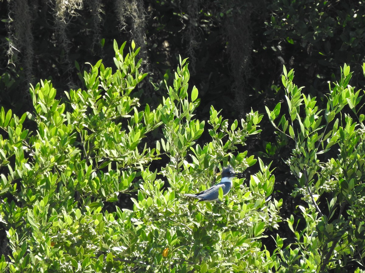 Belted Kingfisher - ML488446301