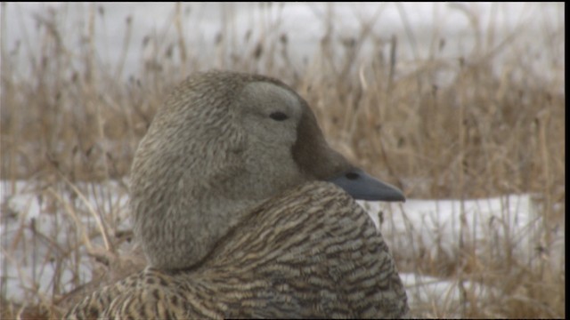 Spectacled Eider - ML488447