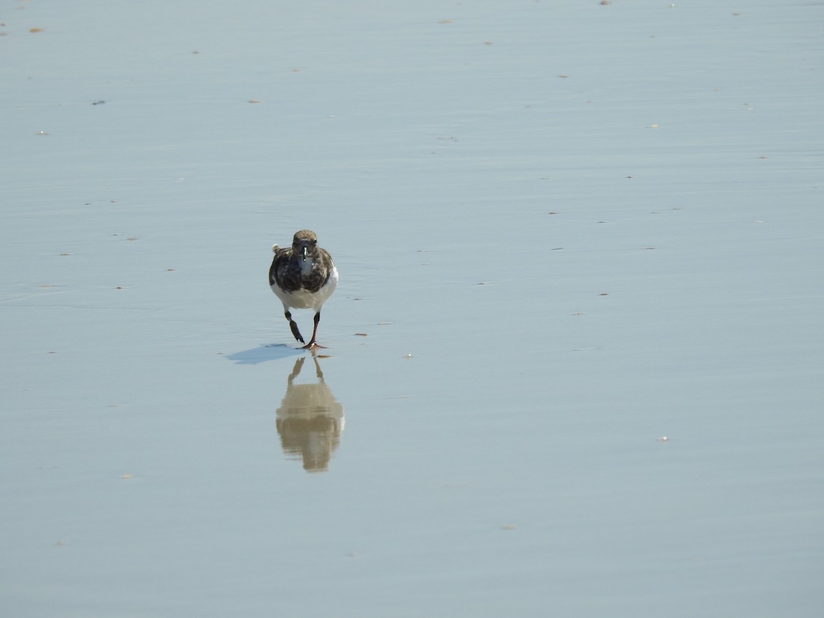Ruddy Turnstone - ML488447101