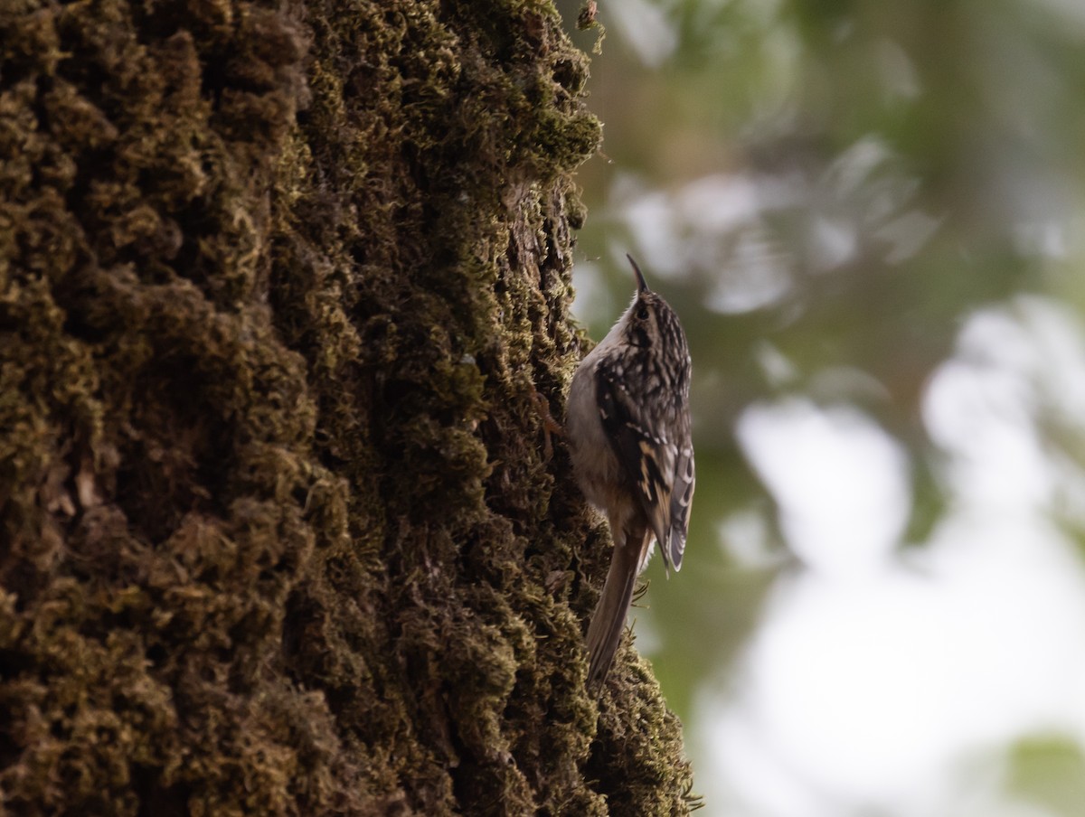 Brown Creeper (occidentalis Group) - ML488447451