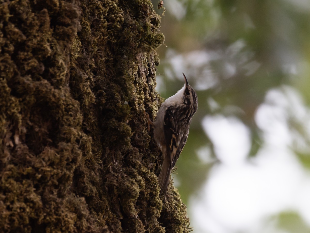 Brown Creeper (occidentalis Group) - ML488447461