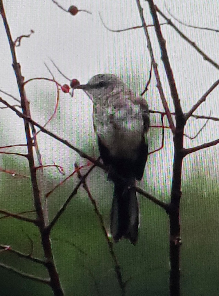 Northern Mockingbird - ML488447811